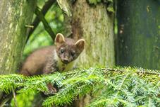 NP Bayerischer Wald_Baummarder_D8B0137